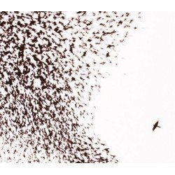 WILCO - SKY BLUE SKY - CD