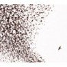 WILCO - SKY BLUE SKY - CD