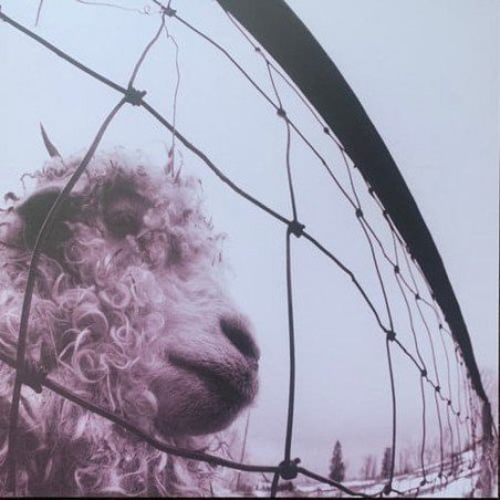 PEARL JAM - VS. (30TH ANNIVERSARY EDIT.)(2LP TRANSPARE - 2 LP