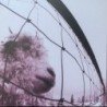 PEARL JAM - VS. (30TH ANNIVERSARY EDIT.)(2LP TRANSPARE - 2 LP